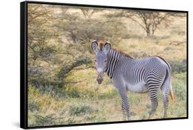 Africa, Kenya, Samburu National Game Reserve and Park, Grevy's Zebra.-Emily Wilson-Framed Stretched Canvas