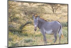 Africa, Kenya, Samburu National Game Reserve and Park, Grevy's Zebra.-Emily Wilson-Mounted Photographic Print