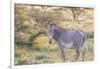 Africa, Kenya, Samburu National Game Reserve and Park, Grevy's Zebra.-Emily Wilson-Framed Photographic Print