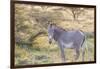 Africa, Kenya, Samburu National Game Reserve and Park, Grevy's Zebra.-Emily Wilson-Framed Photographic Print