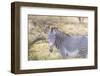 Africa, Kenya, Samburu National Game Reserve and Park, Grevy's Zebra.-Emily Wilson-Framed Photographic Print