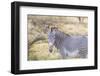 Africa, Kenya, Samburu National Game Reserve and Park, Grevy's Zebra.-Emily Wilson-Framed Photographic Print