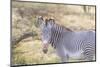 Africa, Kenya, Samburu National Game Reserve and Park, Grevy's Zebra.-Emily Wilson-Mounted Photographic Print