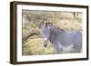 Africa, Kenya, Samburu National Game Reserve and Park, Grevy's Zebra.-Emily Wilson-Framed Photographic Print