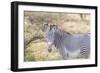 Africa, Kenya, Samburu National Game Reserve and Park, Grevy's Zebra.-Emily Wilson-Framed Photographic Print