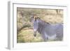 Africa, Kenya, Samburu National Game Reserve and Park, Grevy's Zebra.-Emily Wilson-Framed Photographic Print