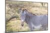 Africa, Kenya, Samburu National Game Reserve and Park, Grevy's Zebra.-Emily Wilson-Mounted Photographic Print