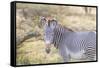 Africa, Kenya, Samburu National Game Reserve and Park, Grevy's Zebra.-Emily Wilson-Framed Stretched Canvas