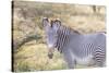 Africa, Kenya, Samburu National Game Reserve and Park, Grevy's Zebra.-Emily Wilson-Stretched Canvas
