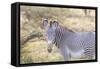 Africa, Kenya, Samburu National Game Reserve and Park, Grevy's Zebra.-Emily Wilson-Framed Stretched Canvas