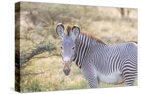 Africa, Kenya, Samburu National Game Reserve and Park, Grevy's Zebra.-Emily Wilson-Stretched Canvas