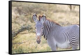 Africa, Kenya, Samburu National Game Reserve and Park, Grevy's Zebra.-Emily Wilson-Framed Stretched Canvas