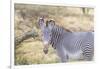 Africa, Kenya, Samburu National Game Reserve and Park, Grevy's Zebra.-Emily Wilson-Framed Photographic Print