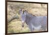 Africa, Kenya, Samburu National Game Reserve and Park, Grevy's Zebra.-Emily Wilson-Framed Photographic Print