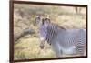 Africa, Kenya, Samburu National Game Reserve and Park, Grevy's Zebra.-Emily Wilson-Framed Photographic Print