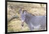 Africa, Kenya, Samburu National Game Reserve and Park, Grevy's Zebra.-Emily Wilson-Framed Photographic Print