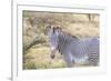 Africa, Kenya, Samburu National Game Reserve and Park, Grevy's Zebra.-Emily Wilson-Framed Photographic Print