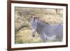 Africa, Kenya, Samburu National Game Reserve and Park, Grevy's Zebra.-Emily Wilson-Framed Photographic Print