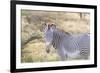 Africa, Kenya, Samburu National Game Reserve and Park, Grevy's Zebra.-Emily Wilson-Framed Photographic Print