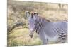 Africa, Kenya, Samburu National Game Reserve and Park, Grevy's Zebra.-Emily Wilson-Mounted Photographic Print