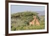 Africa, Kenya, Samburu National Park, Reticulated Giraffes at sunset.-Emily Wilson-Framed Photographic Print