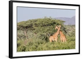 Africa, Kenya, Samburu National Park, Reticulated Giraffes at sunset.-Emily Wilson-Framed Photographic Print