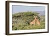 Africa, Kenya, Samburu National Park, Reticulated Giraffes at sunset.-Emily Wilson-Framed Photographic Print