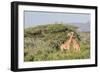 Africa, Kenya, Samburu National Park, Reticulated Giraffes at sunset.-Emily Wilson-Framed Photographic Print