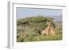 Africa, Kenya, Samburu National Park, Reticulated Giraffes at sunset.-Emily Wilson-Framed Photographic Print