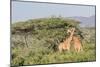 Africa, Kenya, Samburu National Park, Reticulated Giraffes at sunset.-Emily Wilson-Mounted Photographic Print