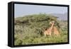 Africa, Kenya, Samburu National Park, Reticulated Giraffes at sunset.-Emily Wilson-Framed Stretched Canvas