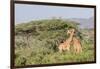 Africa, Kenya, Samburu National Park, Reticulated Giraffes at sunset.-Emily Wilson-Framed Photographic Print