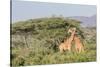 Africa, Kenya, Samburu National Park, Reticulated Giraffes at sunset.-Emily Wilson-Stretched Canvas