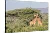 Africa, Kenya, Samburu National Park, Reticulated Giraffes at sunset.-Emily Wilson-Stretched Canvas