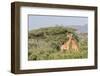 Africa, Kenya, Samburu National Park, Reticulated Giraffes at sunset.-Emily Wilson-Framed Photographic Print