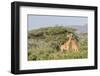 Africa, Kenya, Samburu National Park, Reticulated Giraffes at sunset.-Emily Wilson-Framed Photographic Print