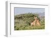 Africa, Kenya, Samburu National Park, Reticulated Giraffes at sunset.-Emily Wilson-Framed Photographic Print