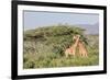 Africa, Kenya, Samburu National Park, Reticulated Giraffes at sunset.-Emily Wilson-Framed Photographic Print