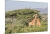 Africa, Kenya, Samburu National Park, Reticulated Giraffes at sunset.-Emily Wilson-Mounted Photographic Print