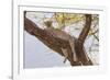 Africa, Kenya, Samburu National Reserve. African Leopard in tree.-Emily Wilson-Framed Photographic Print