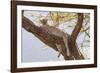 Africa, Kenya, Samburu National Reserve. African Leopard in tree.-Emily Wilson-Framed Photographic Print