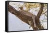 Africa, Kenya, Samburu National Reserve. African Leopard in tree.-Emily Wilson-Framed Stretched Canvas