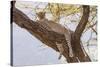 Africa, Kenya, Samburu National Reserve. African Leopard in tree.-Emily Wilson-Stretched Canvas
