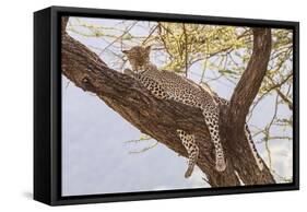 Africa, Kenya, Samburu National Reserve. African Leopard in tree.-Emily Wilson-Framed Stretched Canvas