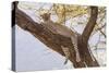 Africa, Kenya, Samburu National Reserve. African Leopard in tree.-Emily Wilson-Stretched Canvas