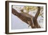 Africa, Kenya, Samburu National Reserve. African Leopard in tree.-Emily Wilson-Framed Photographic Print