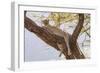 Africa, Kenya, Samburu National Reserve. African Leopard in tree.-Emily Wilson-Framed Photographic Print