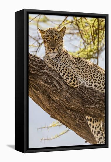 Africa, Kenya, Samburu National Reserve. African Leopard in tree.-Emily Wilson-Framed Stretched Canvas