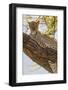 Africa, Kenya, Samburu National Reserve. African Leopard in tree.-Emily Wilson-Framed Photographic Print