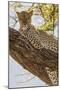 Africa, Kenya, Samburu National Reserve. African Leopard in tree.-Emily Wilson-Mounted Photographic Print